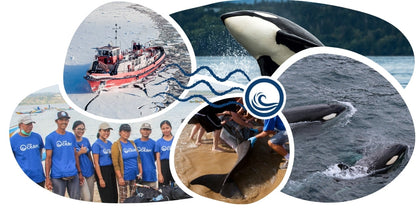 Orca Tracking Bracelet